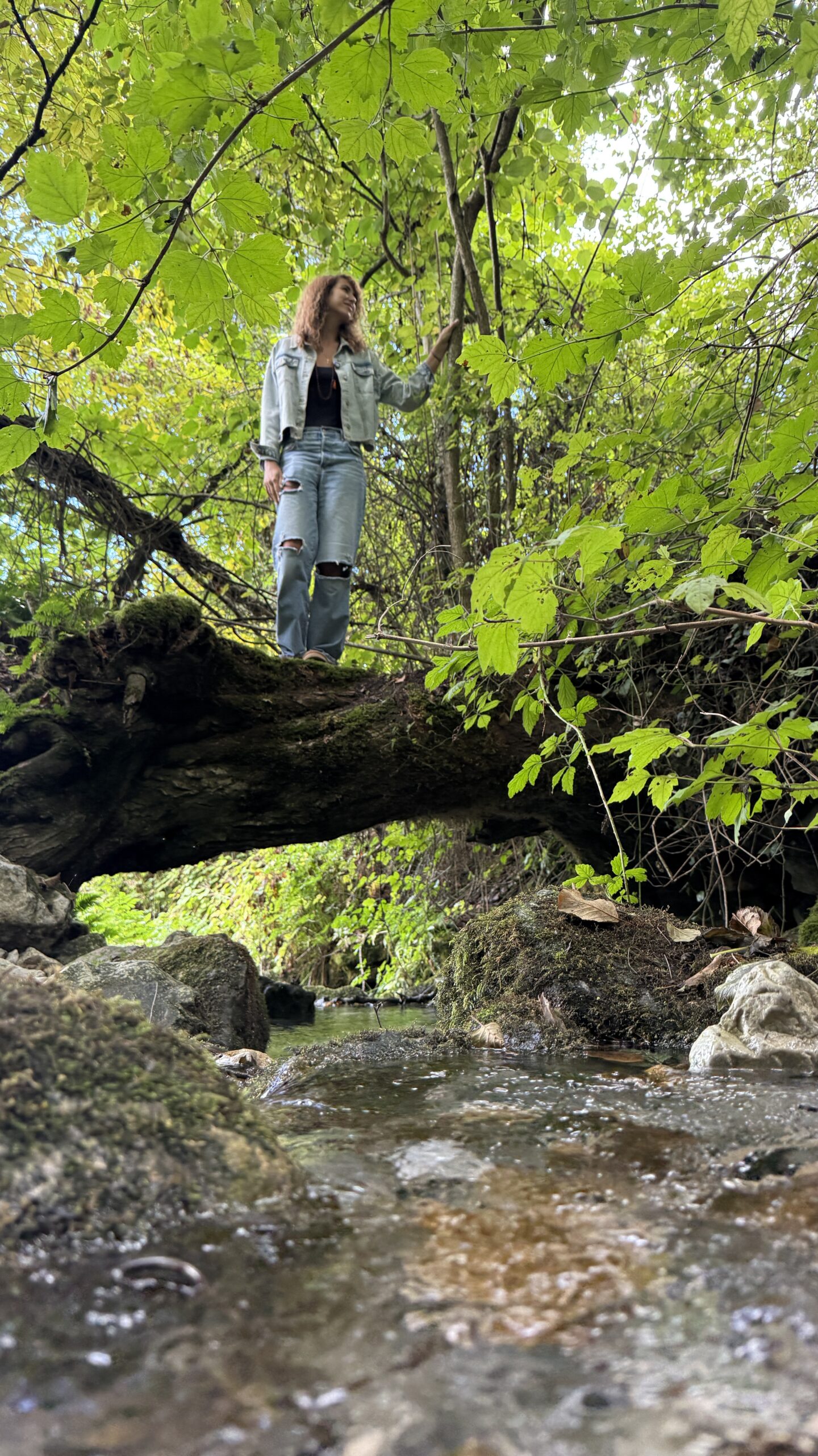 Lava stoji na drvetu koji predstavlja most preko reke